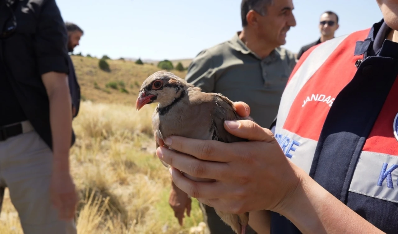 Gümüşhane’de keneyle mücadele için 400 keklik doğaya salındı
