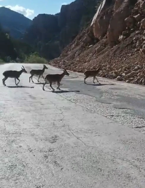 Gümüşhane’de vaşak ve dağ keçileri yollara indi
