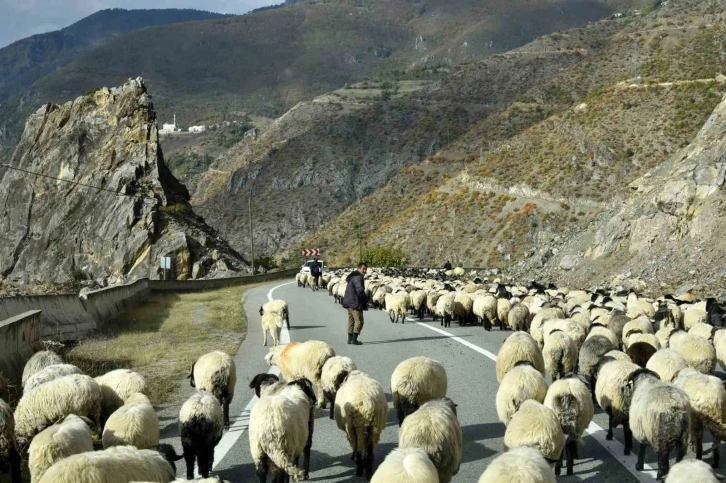 G&uuml;m&uuml;şhane&rsquo;nin y&uuml;ksek yaylalarından s&uuml;r&uuml; g&ouml;&ccedil;leri devam ediyor
