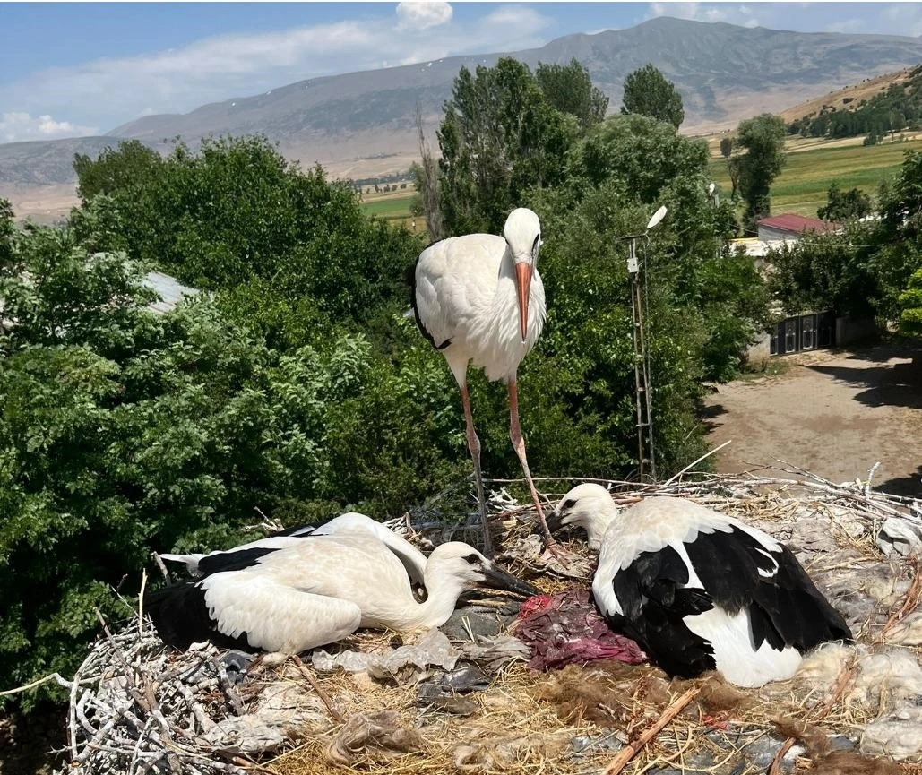 G&uuml;roymak&rsquo;ta yaralı leylek ve yavrularına şefkat eli
