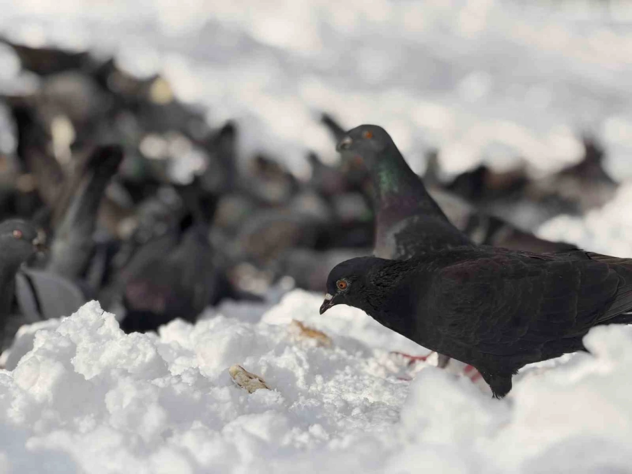 G&uuml;vercinleri yemleyen vatandaş y&uuml;rekleri ısıttı
