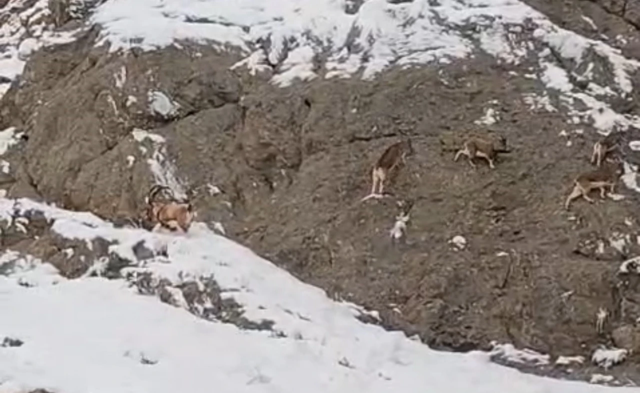 Güzeldere’nin karla kaplı yamaçlarda dağ keçileri görüntülendi
