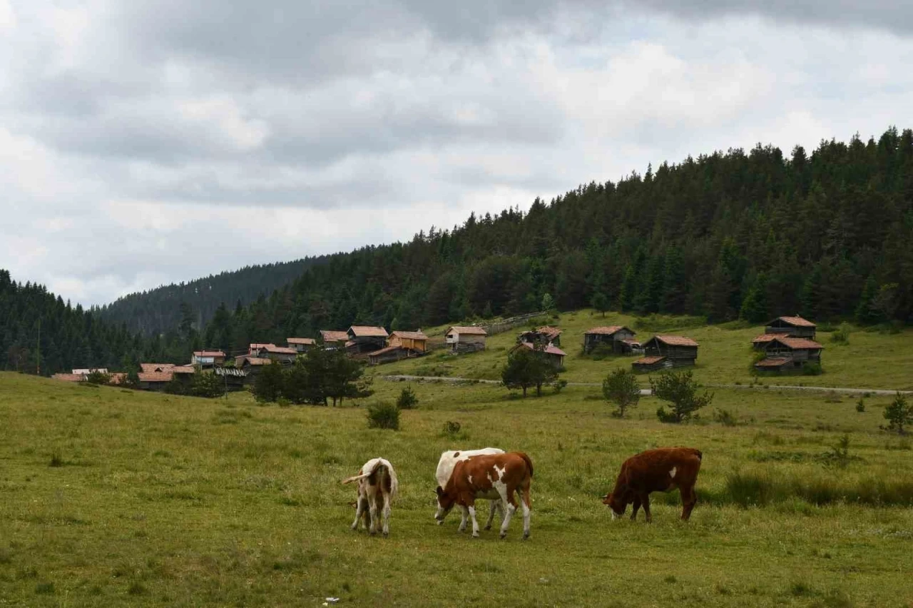 Güzelliğiyle mest eden Kastamonu yaylaları hayvancıların en büyük geçim kaynağı
