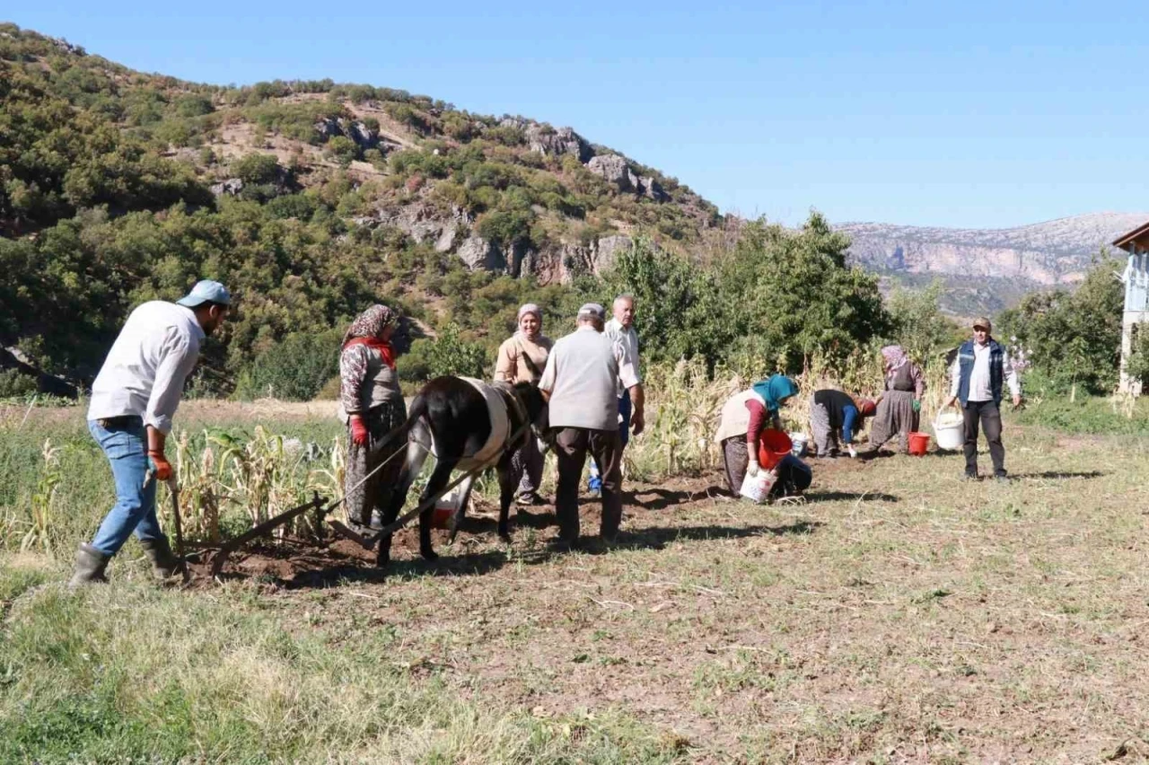 Hadim’de at ve eşekle patates hasadı: Atalardan kalan kara sabanla yapılıyor

