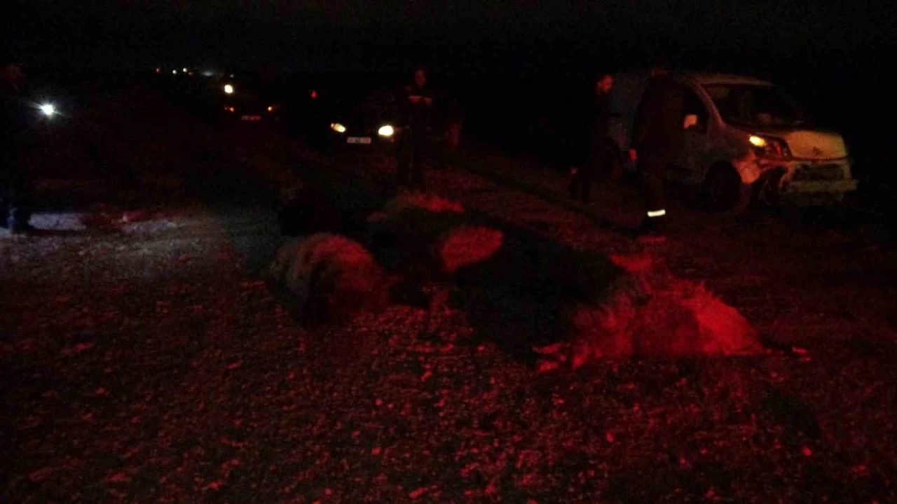 Hafif ticari ara&ccedil; s&uuml;r&uuml;ye daldı, 10&rsquo;dan fazla koyun telef oldu
