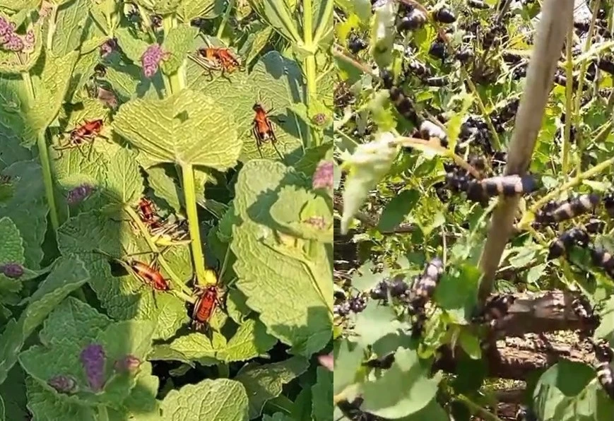 Hakkari&rsquo;de &ccedil;ekirge istilası
