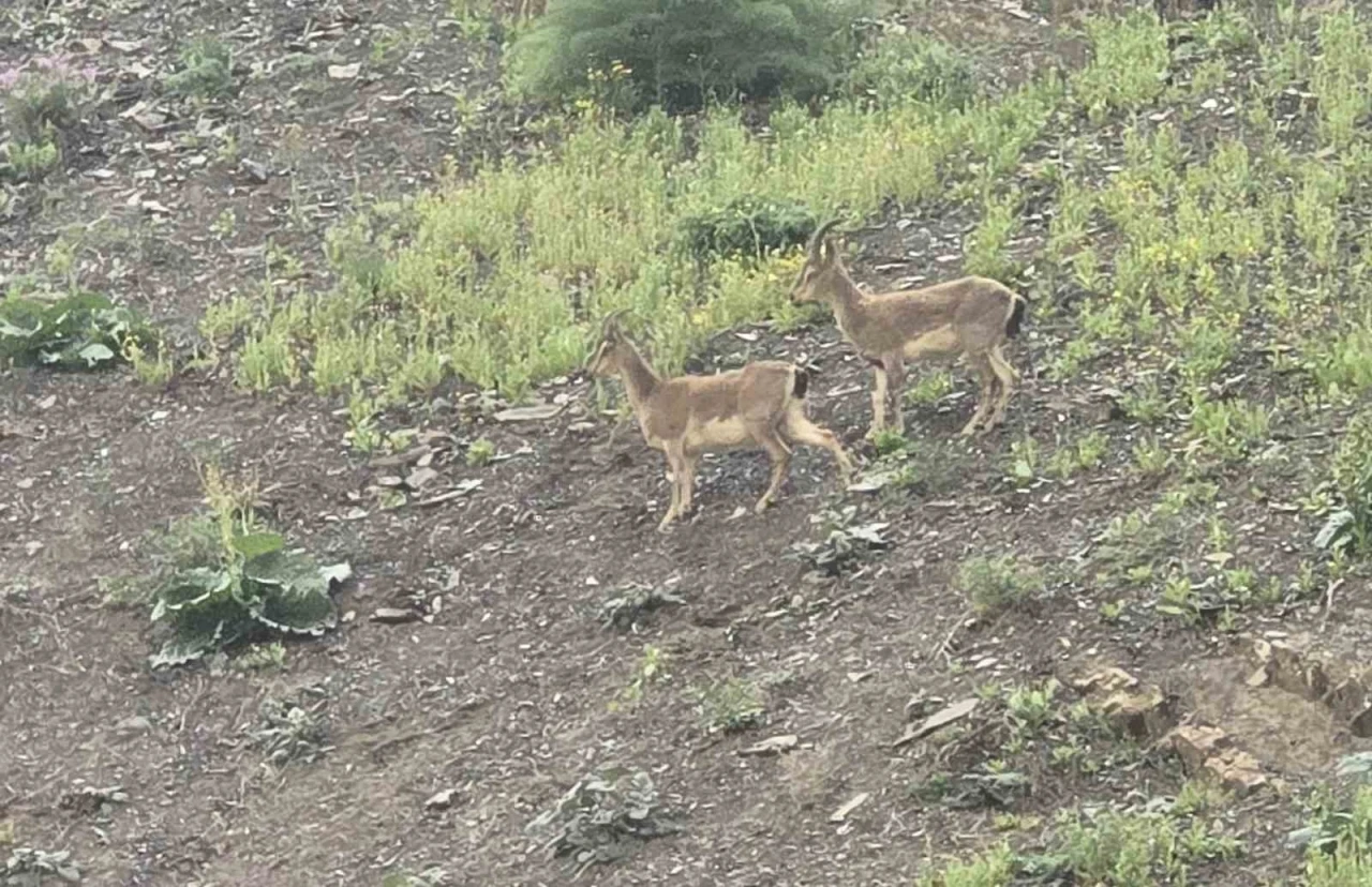 Hakkari’de dağ keçileri kara yoluna indi

