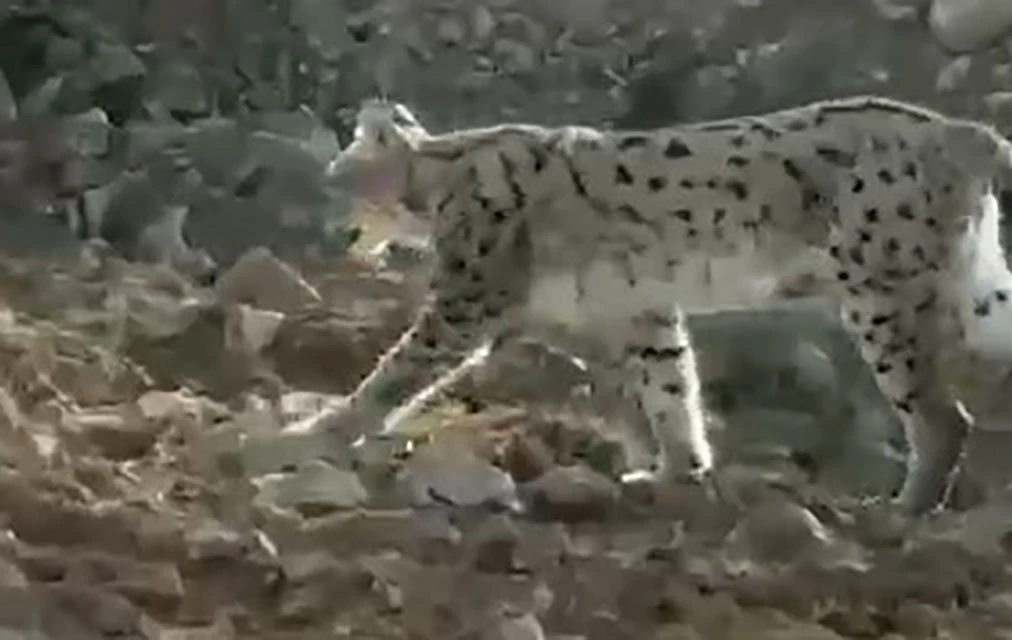 Hakkari’de vaşak görüntülendi

