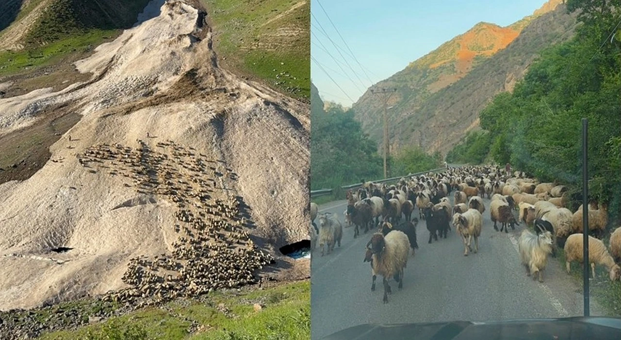 Hakkari&rsquo;de yayla sezonu gecikmeli başladı
