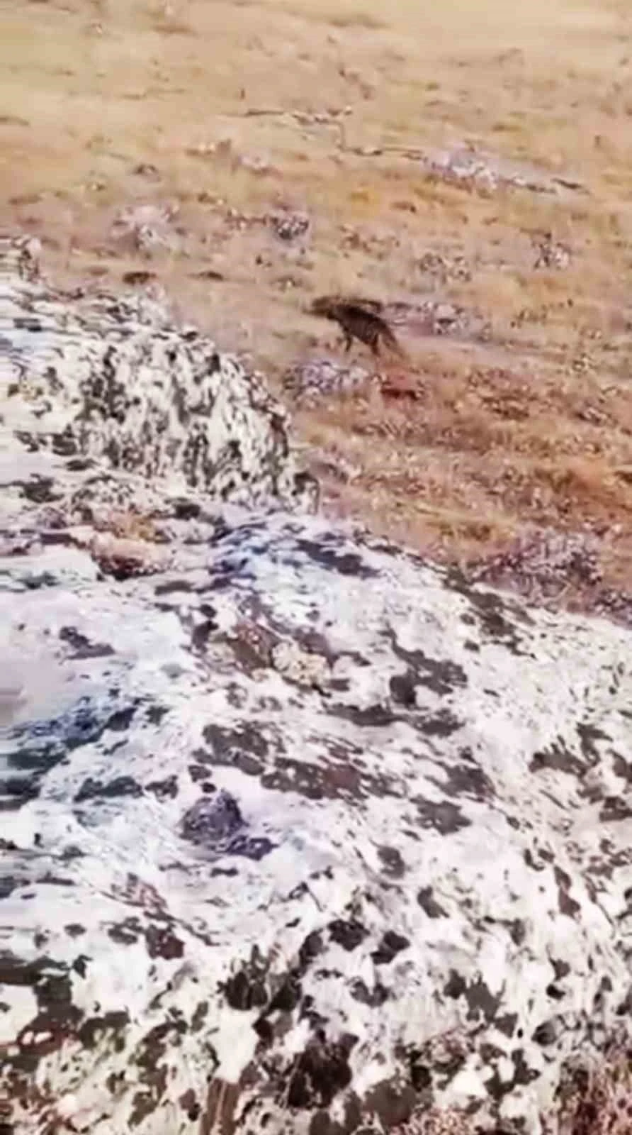 Halfeti’de nesli tükenme tehlikesi altında olan çizgili sırtlan görüldü
