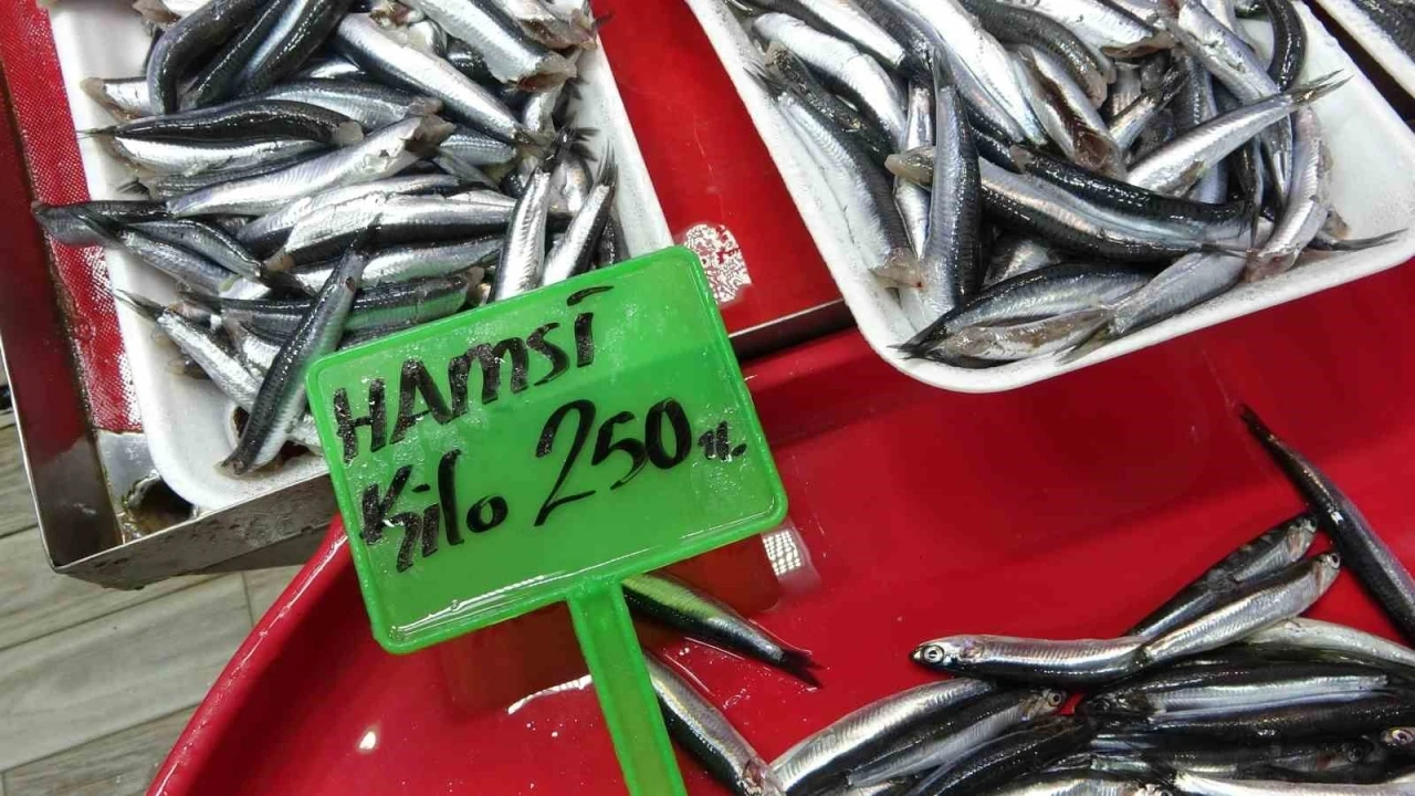 Hamsi bolluğu av baskısı oluşturdu: Şok tesislerinde, taşıyıcı kamyonlarda yer kalmadı
