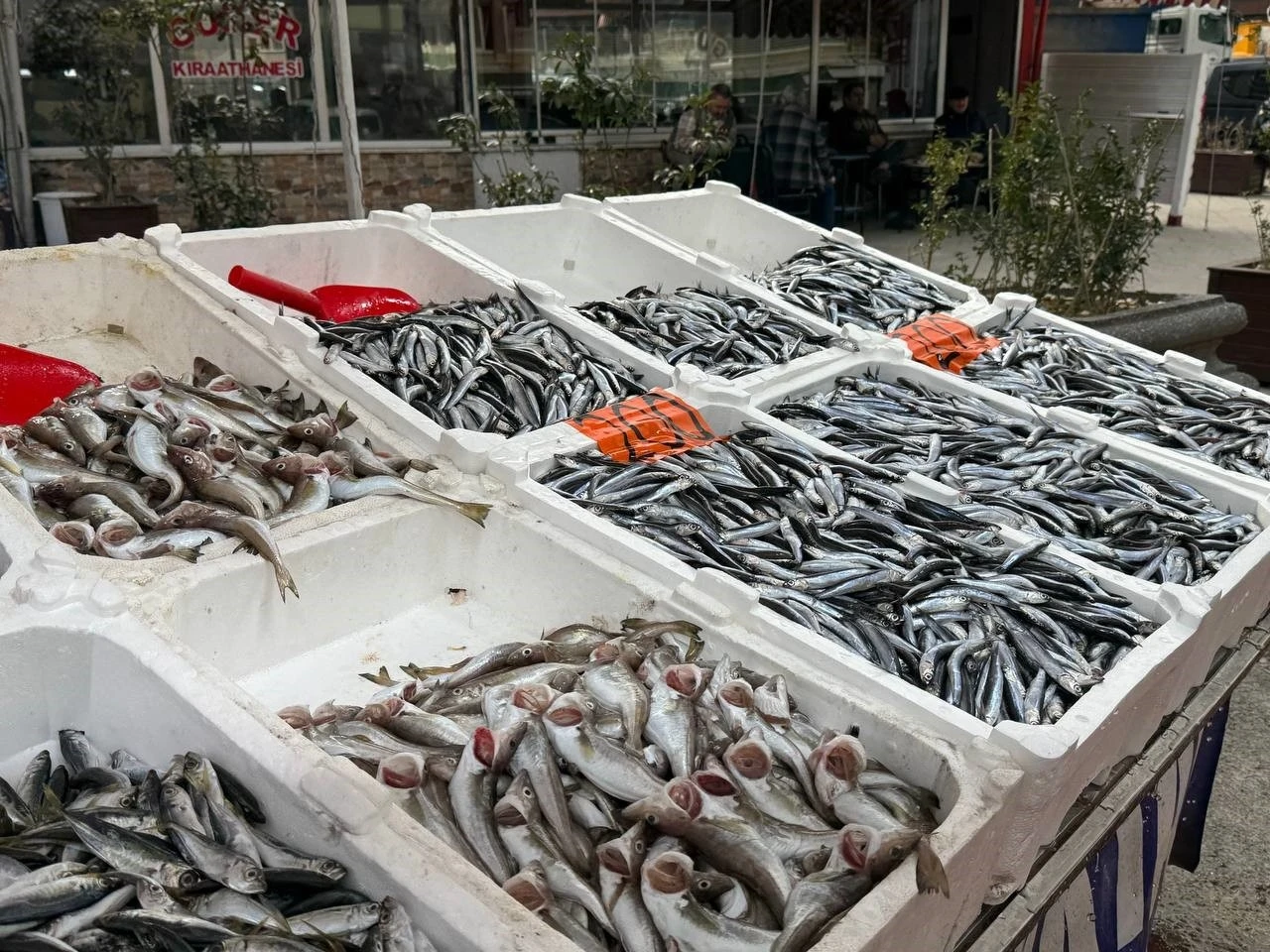 Hamsi yeniden tezgahlarda, 200 liradan alıcı buluyor
