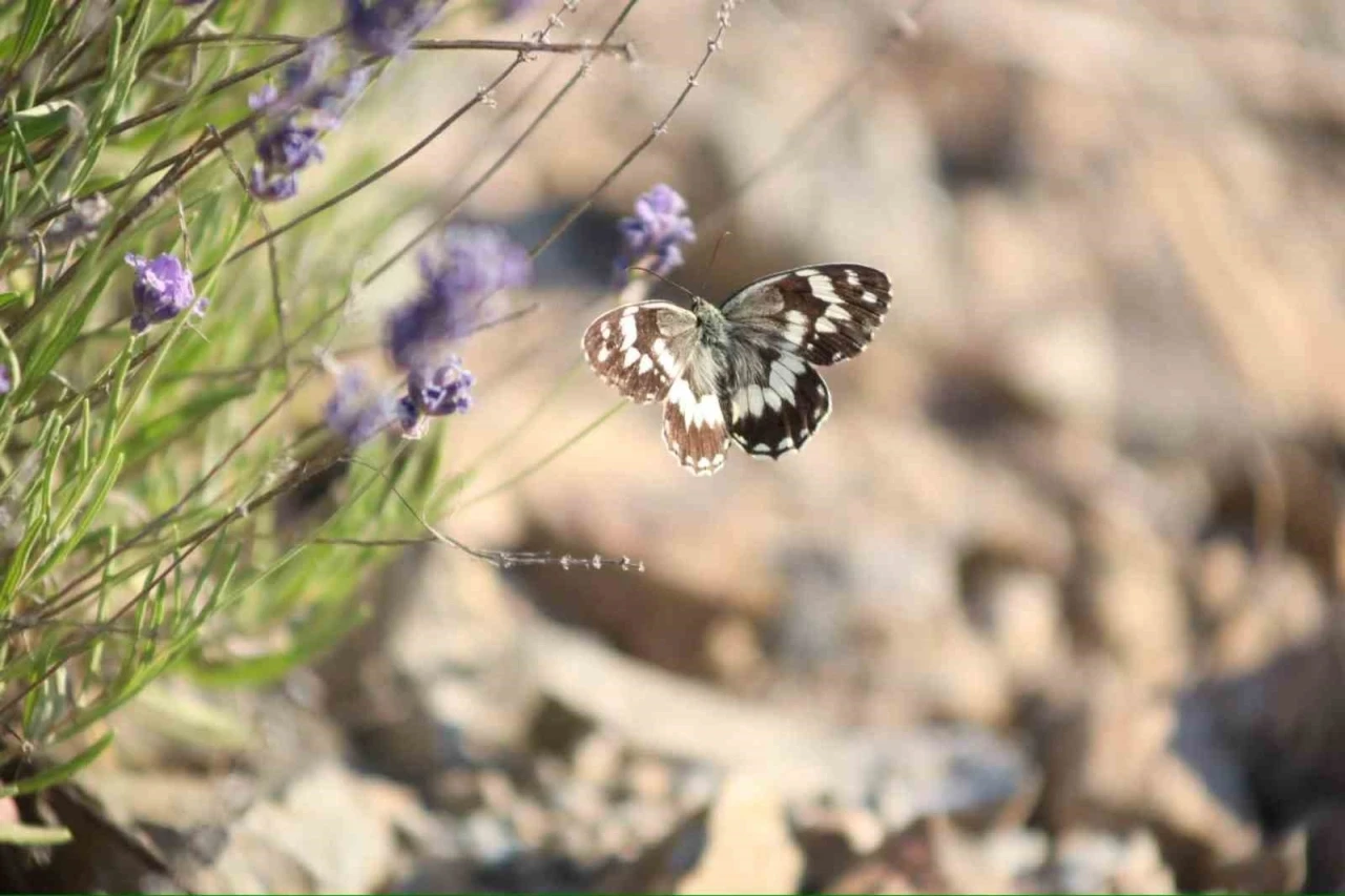 Harput&rsquo;ta lavanta &uuml;zerindeki kelebeklerden g&ouml;rsel ş&ouml;len
