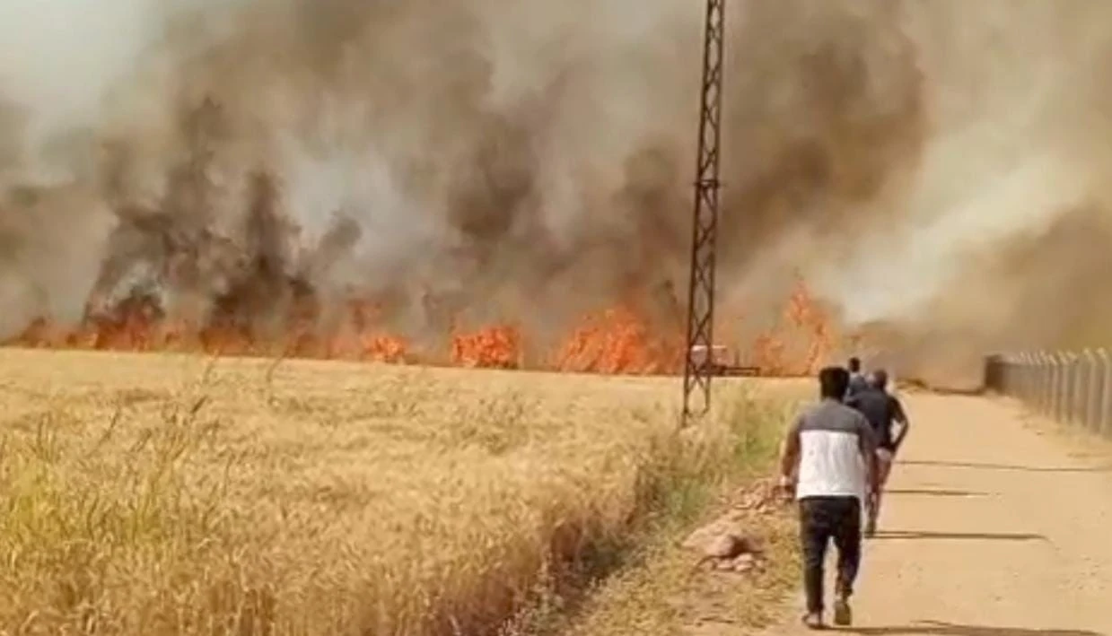 Harran Ovası’nda 40 dönüm ekili arazi yandı
