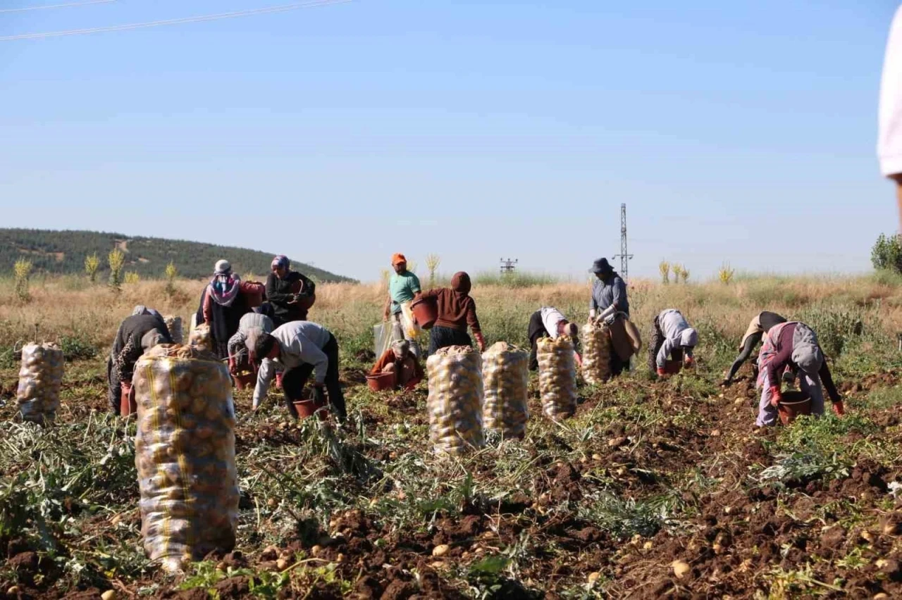 Hasadı başlayan patates fiyatıyla &uuml;reticilerin y&uuml;z&uuml;n&uuml; g&uuml;ld&uuml;rd&uuml;
