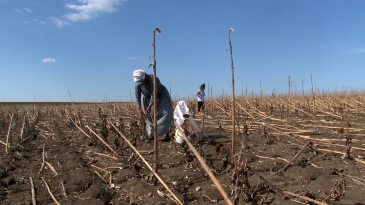 Hasadı yapılan ay&ccedil;i&ccedil;ek tarlaları ge&ccedil;im kaynağı oldu

