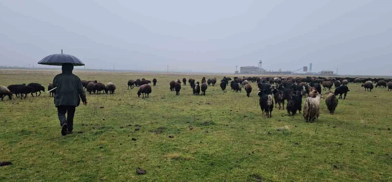 Hasköy’de sıcaklığın mevsim normalleri üzerinde olması besicileri sevindirdi
