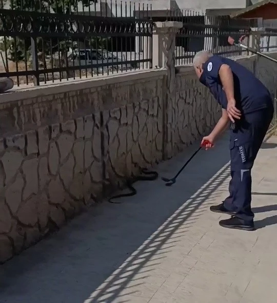 Hastane yanında g&ouml;r&uuml;len yılan paniğe neden oldu
