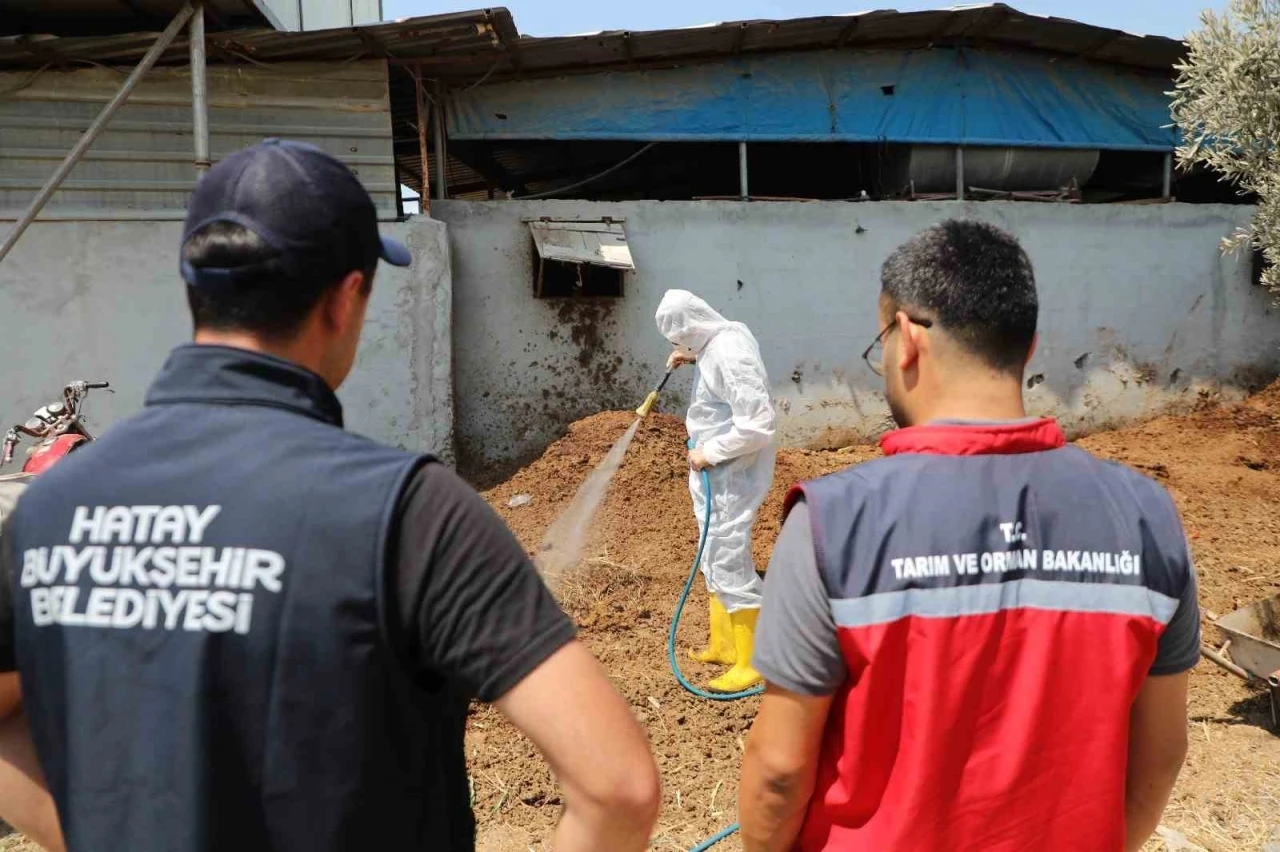 Hatay’da Akdeniz meyve sineğiyle mücadele sürüyor
