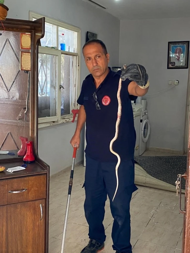 Hatay&rsquo;da bir eve yılan girdi
