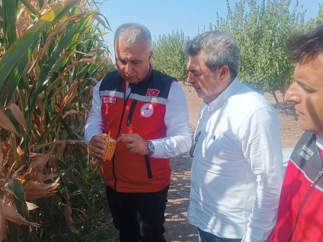 Hatay’da mısır tarlaları incelendi
