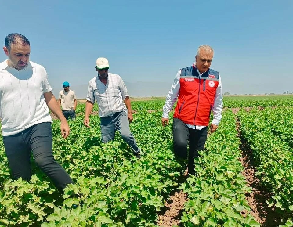 Hatay’da pamuk tarlaları incelendi
