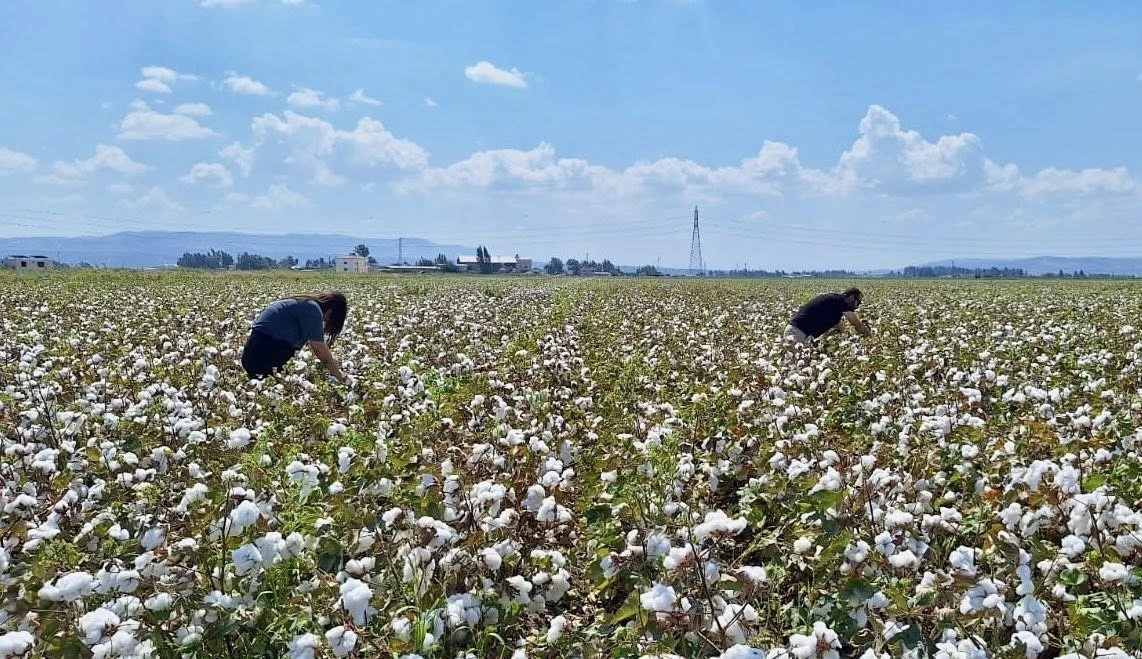 Hatay’da pamuk ve soya ekili araziler kontrol edildi
