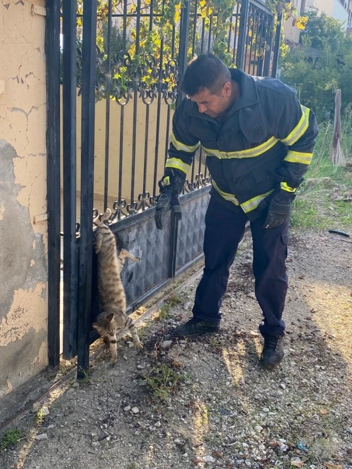 Hatay&rsquo;da parmaklıklara sıkışan kedi kurtarıldı
