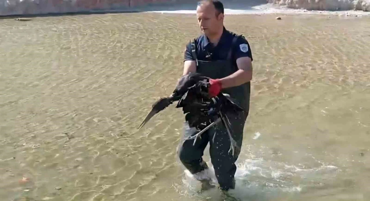 Havuza düşen yaralı leylek koruma altına alındı
