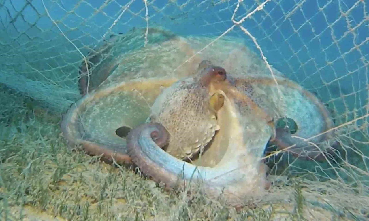 Hayalet ağlarla m&uuml;cadelede 420 milyon metrekare alan tarandı
