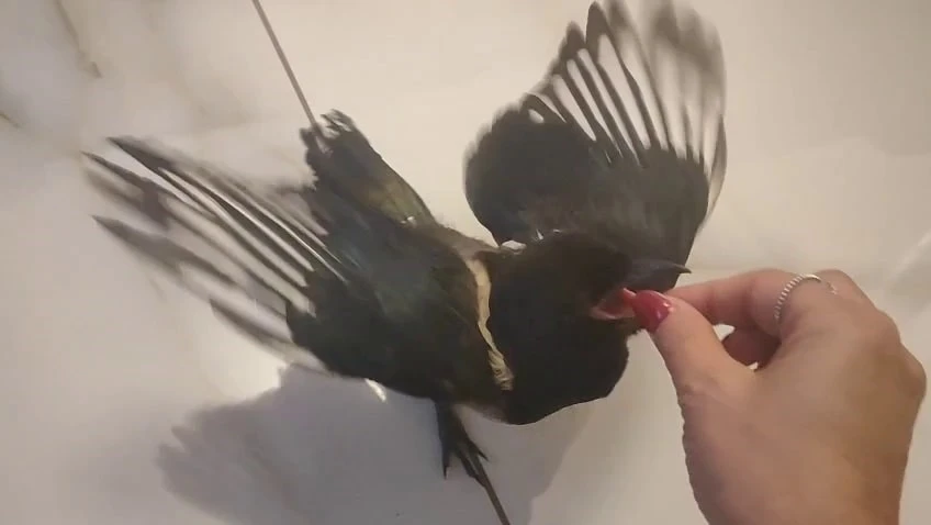 Hayatını kurtardığı yavru saksağan evladına dönüştü: Birlikte tatile gidiyorlar

