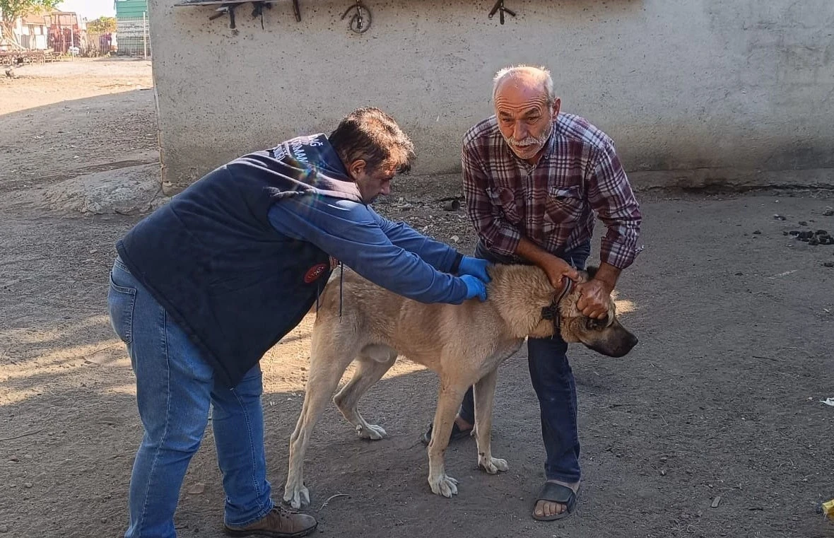 Hayrabolu’da kedi ve köpekler kimliklendiriliyor
