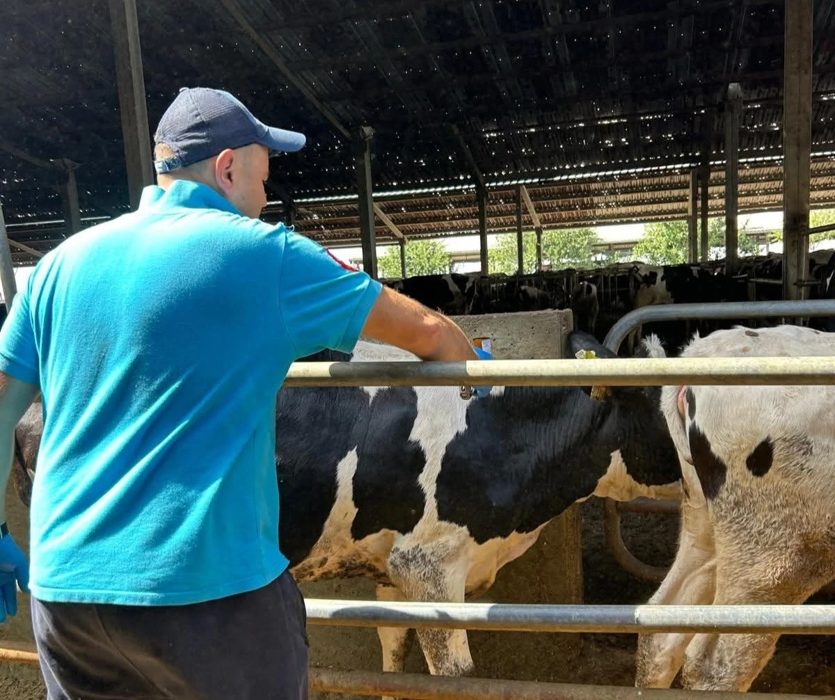 Hayrabolu’da şap hastalığına karşı aşılama çalışması başladı
