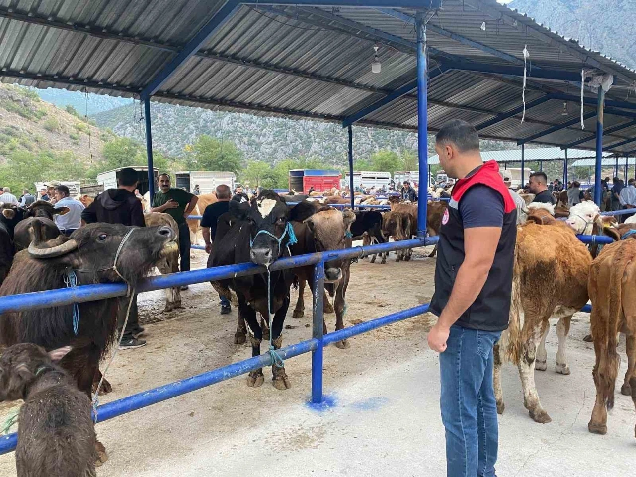 Hayvan pazarı şap hastalığı nedeniyle kapatıldı
