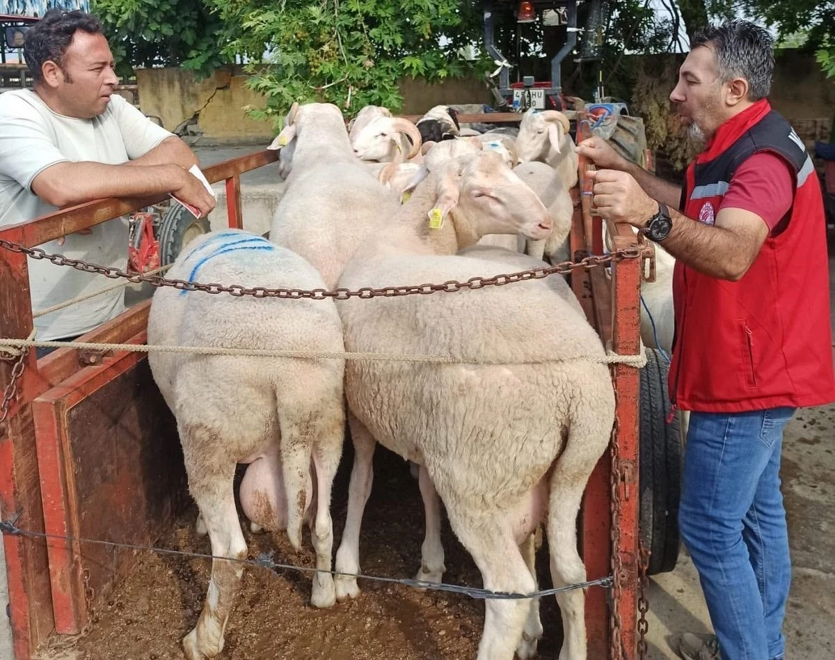 Hayvan pazarında bayram öncesi sıkı denetim
