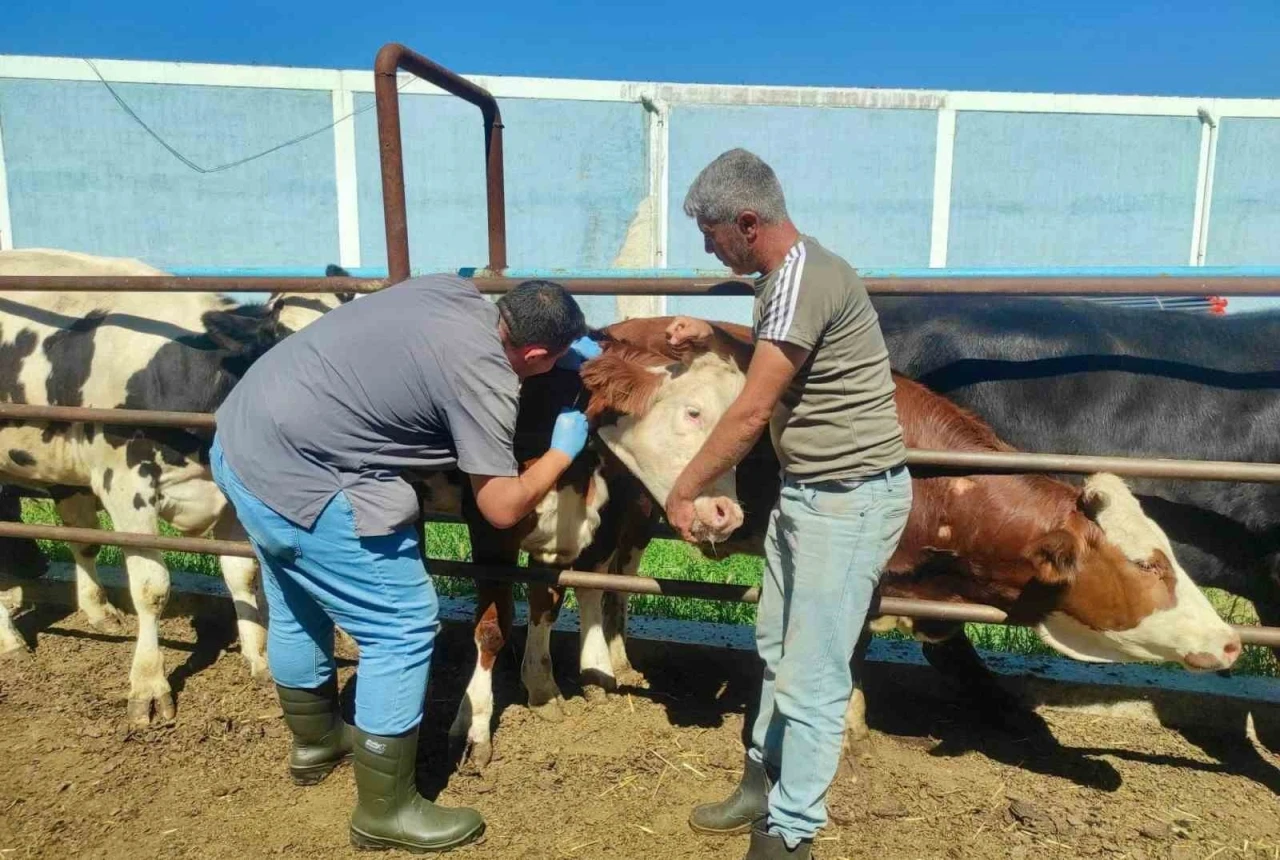 Hayvan sağlığının korunmasına y&ouml;nelik &ccedil;alışmalar s&uuml;r&uuml;yor
