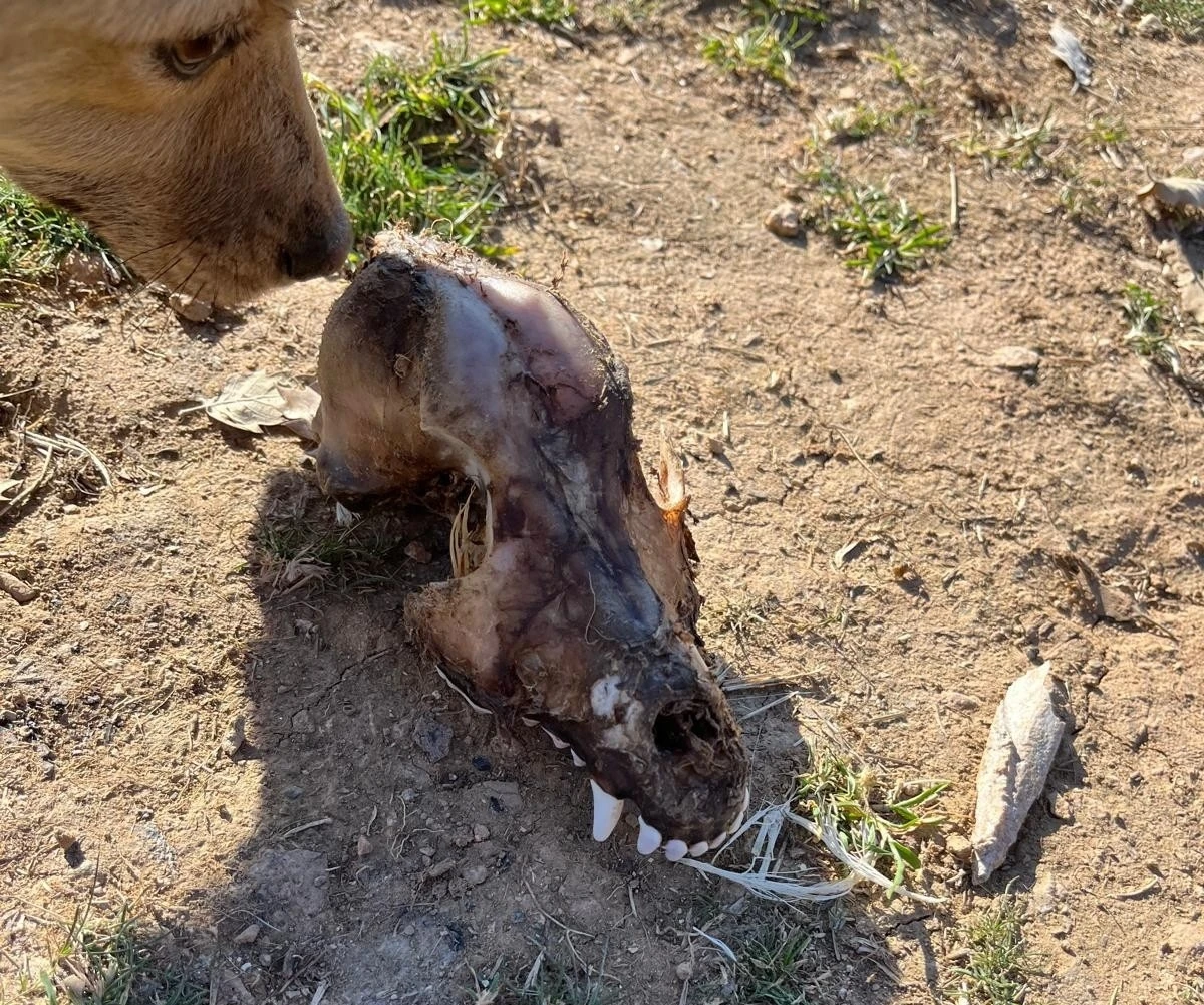 Hayvan sevgisini istismar etti, k&ouml;pekler a&ccedil;ıktan birbirini yedi
