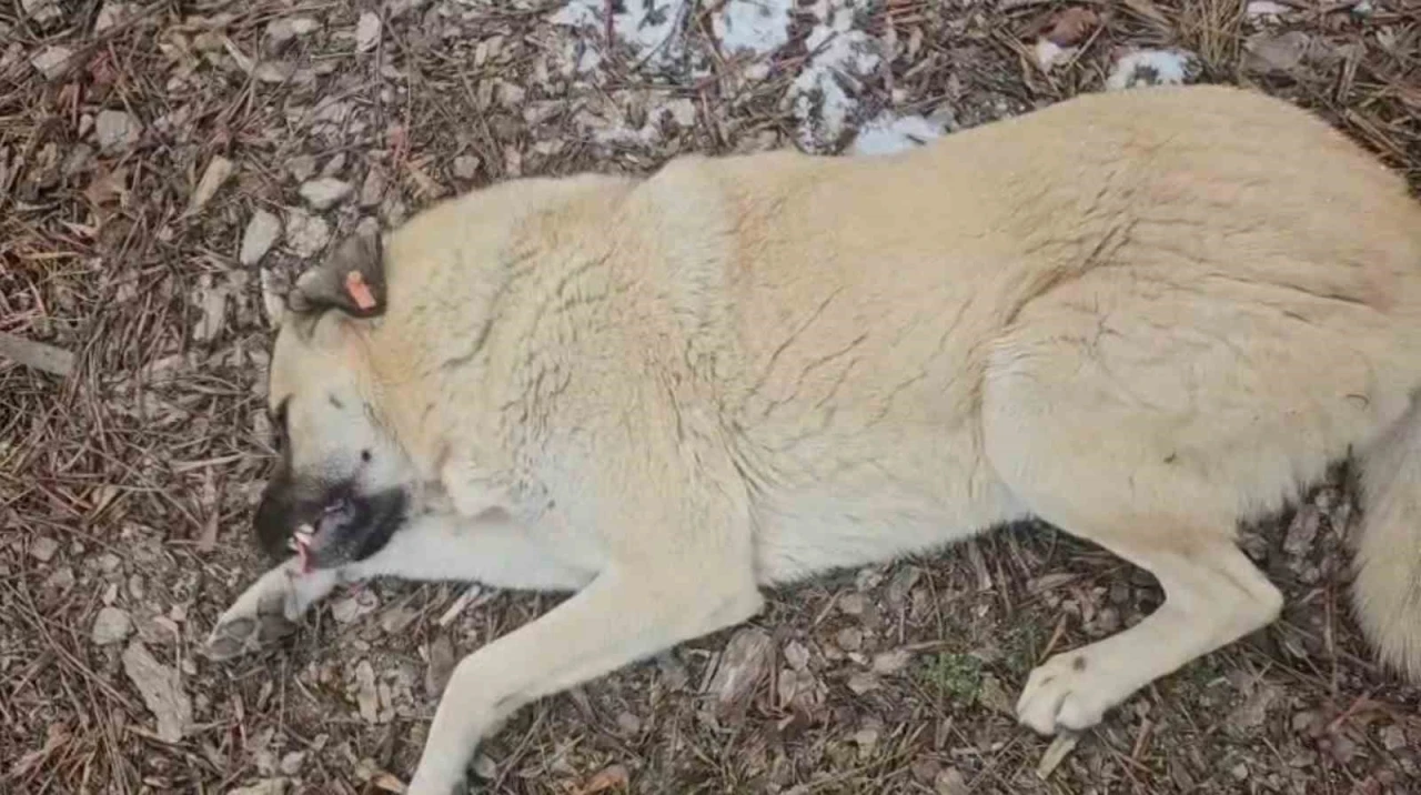 Hayvansever kadın ile belediye personeli arasında k&ouml;pek tartışması
