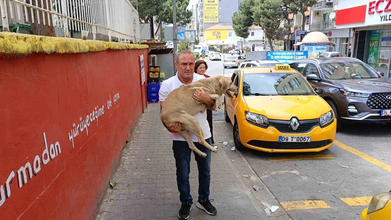Hayvansever taksiciden örnek davranış
