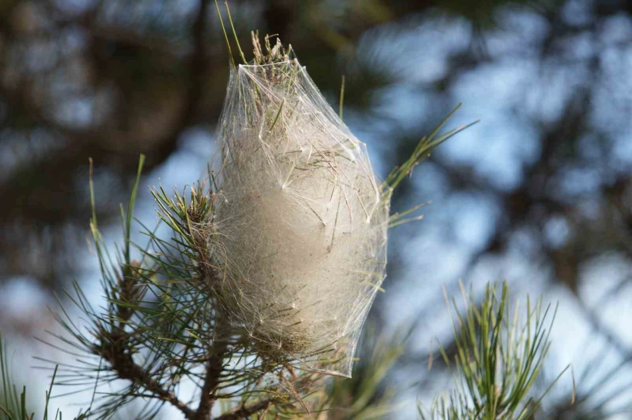 Hem ağaca hem insanlara zararı var: Samsun ormanlarında &ccedil;am kese tırtılı istilası
