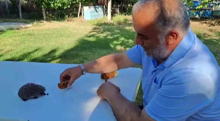 Her gün evinin bahçesine gelen yavru kirpiyi eliyle besliyor
