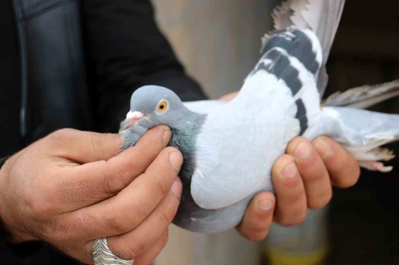 Her gün kümeslerinin başına gelerek kuşlarıyla yakından ilgileniyorlar
