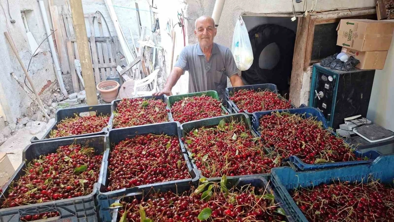 Hisarcık&rsquo;ta vişne alımları başladı, &uuml;retici fiyatlardan memnun değil
