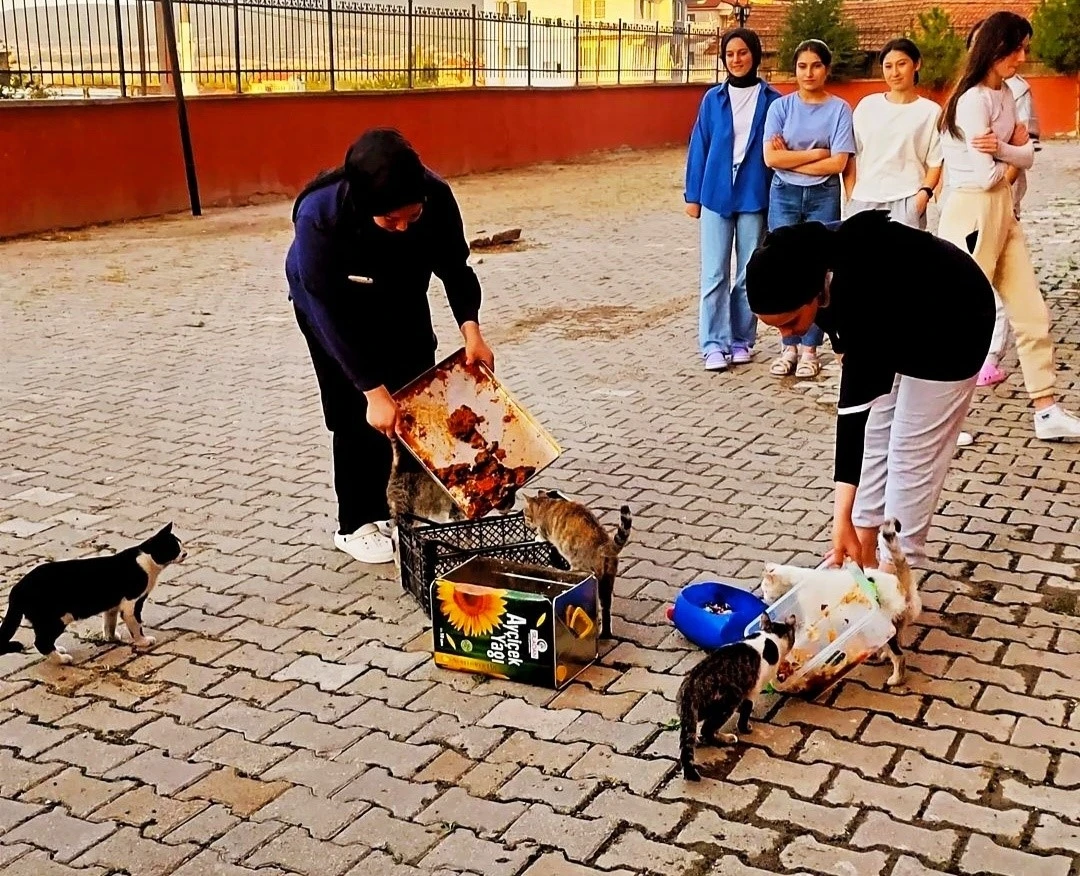 Hisarcık’ta yurt öğrencileri artan yemeklerle kedileri besledi