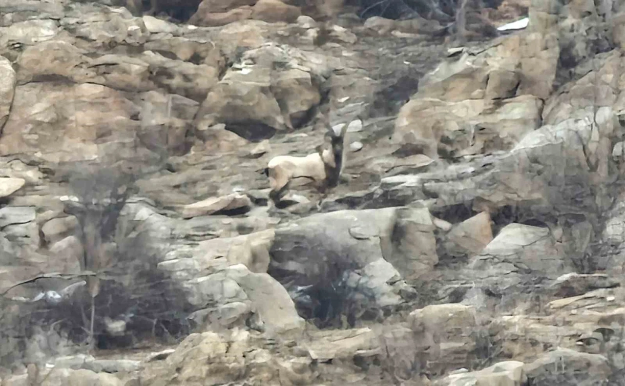 Hizan&rsquo;da dağ ke&ccedil;ileri s&uuml;r&uuml; halinde g&ouml;r&uuml;nt&uuml;lendi
