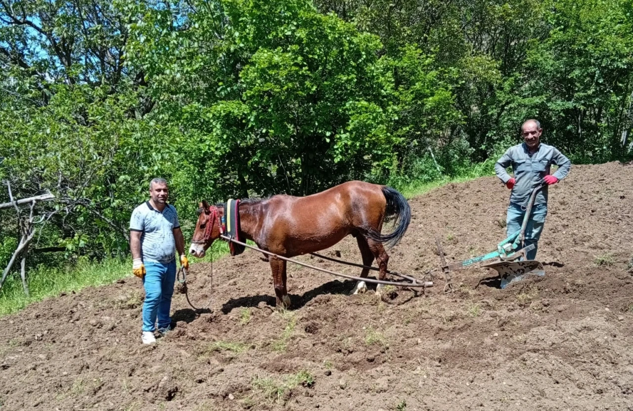 Hizan&rsquo;da trakt&ouml;r&uuml;n giremediği tarlalar karasabanla s&uuml;r&uuml;l&uuml;yor
