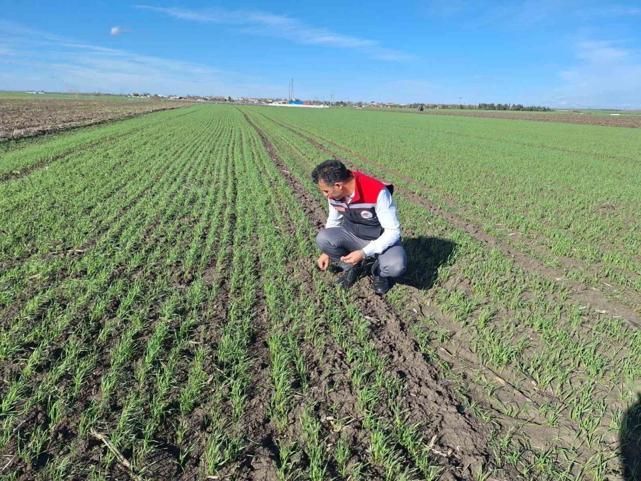 Hububat tarlalarında ’ekin kambur böceği’ tehlikesi
