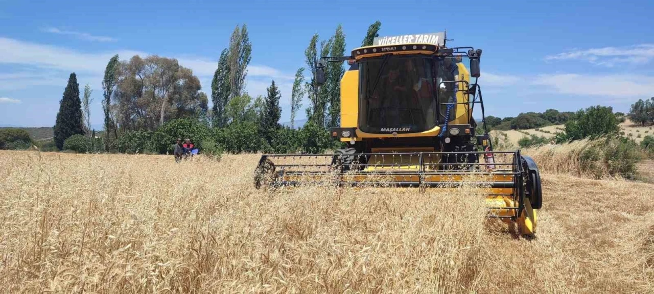 Hububatta hasat dönemi başladı
