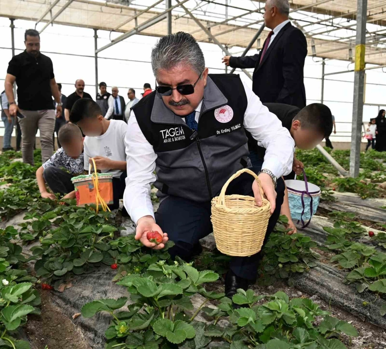 Huzurevinde kalan büyükler ve koruma altındaki çocuklar, çilek hasadı yaptı
