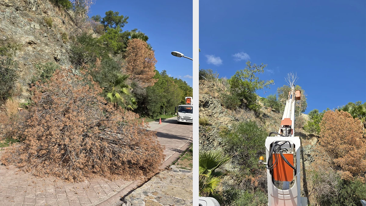 İçmeler’de Kuruyan 13 Çam Ağacı Temizlendi